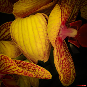 Phalaenopsis amabilis 2005-403